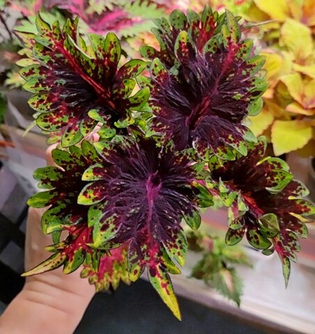 Подарок LO 2 колеус