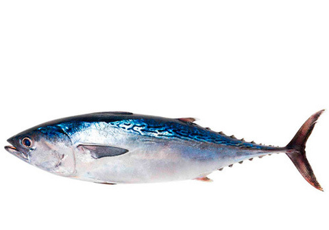 Тунец Блюфин охлажденный~70кг