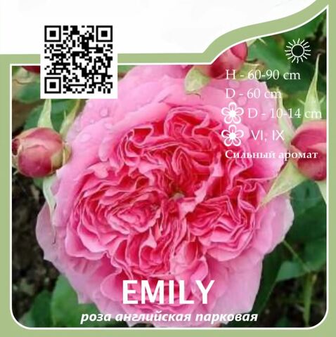 Роза английская парковая 