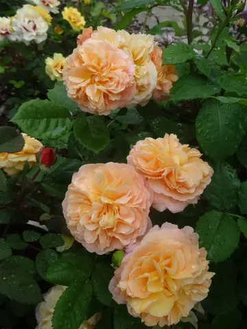 Сувенир д Инфанс(Souvenir d'Enfance)