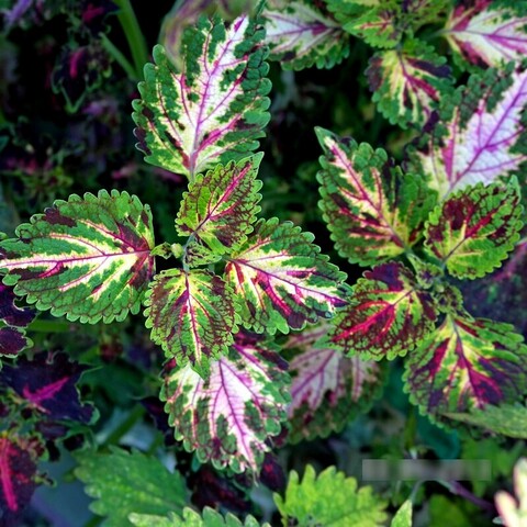 Марафет колеус