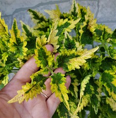 Collins Gold  колеус КСР