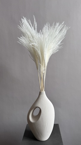 Мискантус белый