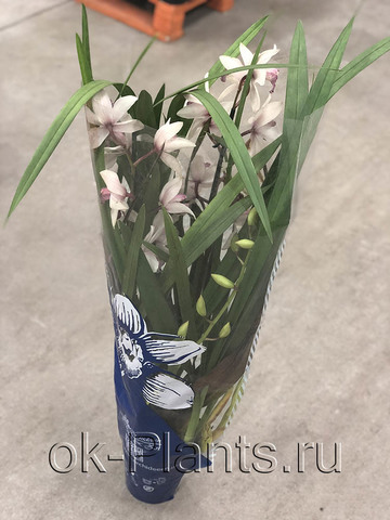 Орхидея Цимбидиум бледно-розовая, 2 ветки
