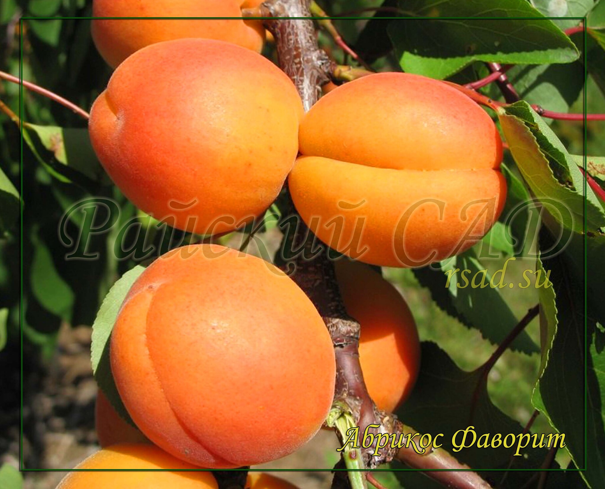 Абрикос вандер кот. Абрикос триумф северный. Абрикос колоновидный триумф. Саженцы абрикосов в крыму. Саженцы абрикосов в крыму.