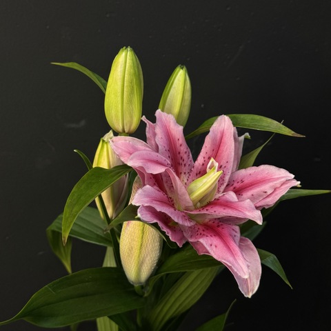 Лилия ярко-розовая махровая 80 см / 1 шт