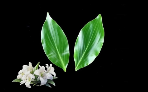 Силиконовый вайнер лист 