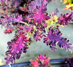 August Dew Тай колеус КСР