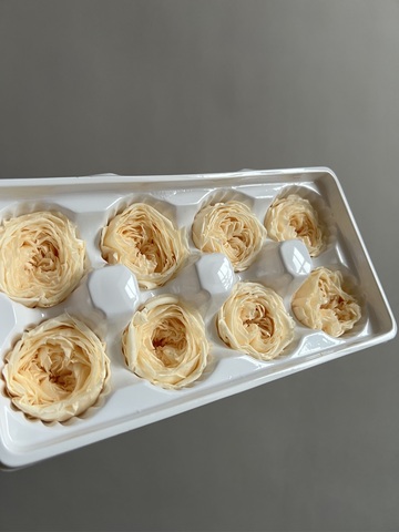 Роза пиновидная шампань d=4-5 см (упак 8 шт)