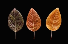 Силиконовый молд 