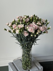 Диантусы кустовые нежно розовые