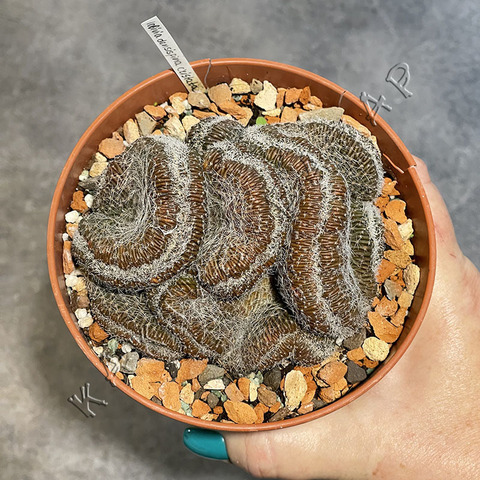 Лобивия Денсиспина Кристата d12