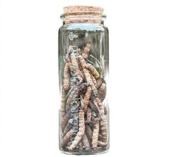 Кордицепс Синенсис (10 гр)