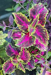 Гармония света UO колеус