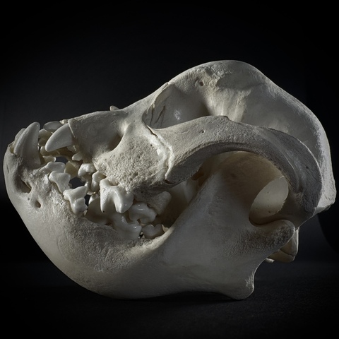 Череп собаки