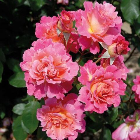 Белле де Клермон(BELLE DE CLERMONT)