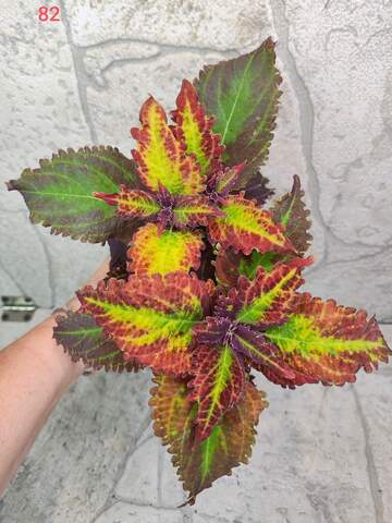 Elvira Frois Тай колеус КСР