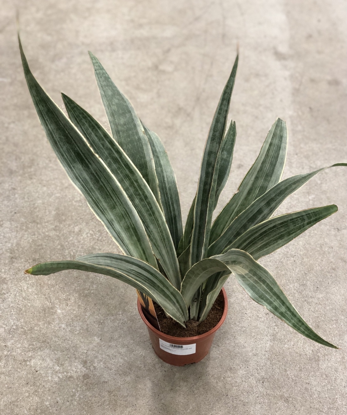 Sansevieria trifasciata