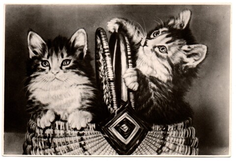 Фотооткрытка. Котята. Корзинка. 1957 г. XF