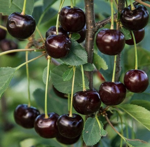 Вишня Шоколадница