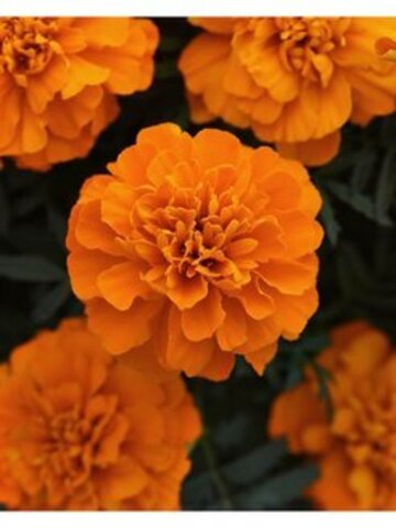 S1747 Бархатцы отклоненные Cresta  Deep Orange 10 шт.