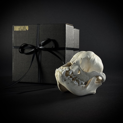 Череп собаки