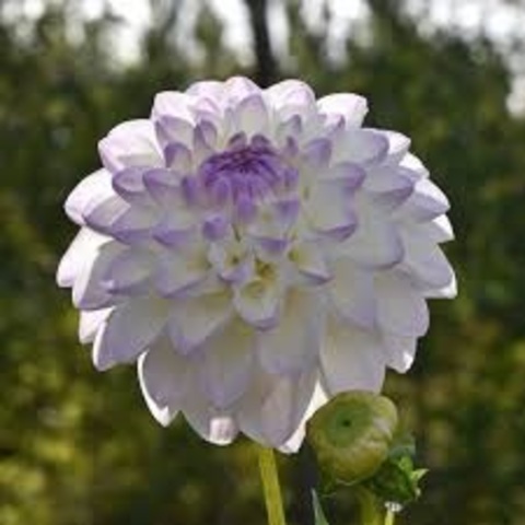 Георгин Эвелин (Eveline)