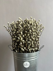 Верба (упак 5 шт)