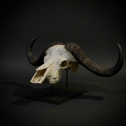 Череп африканского буйвола