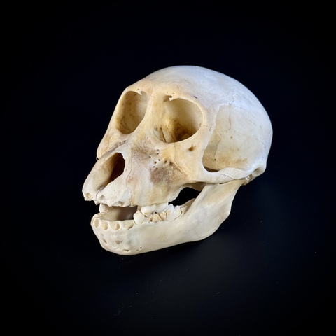 Череп бабуина