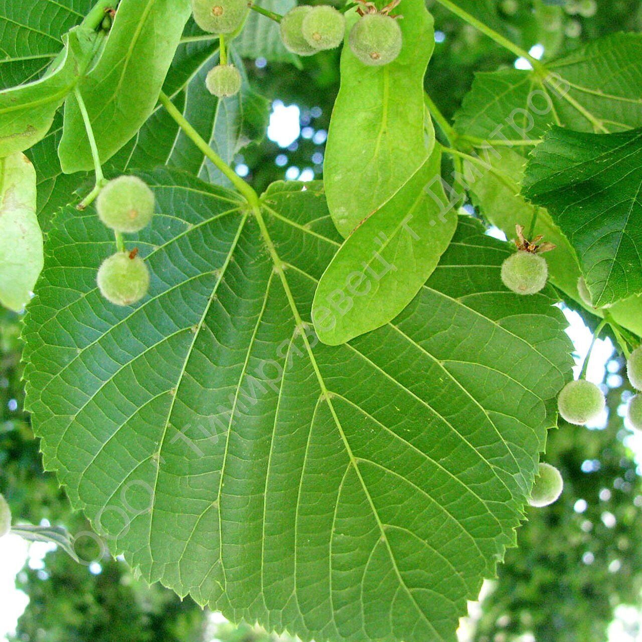 Что это за дерево. Липа крупнолистная Tilia platyphyllos. Липа крупнолистная (Tília platyphýllos). Липа крупнолистная – Tilia platyphyllos SCOP.. Липа крупнолистная 