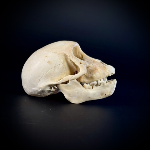 Череп бабуина