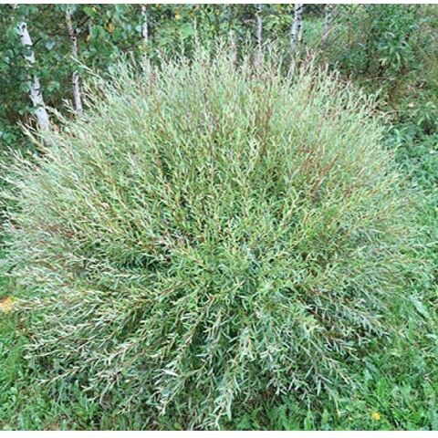 ива пурпурная Нана