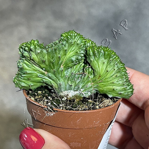 Эуфорбия Энопла кристата d5