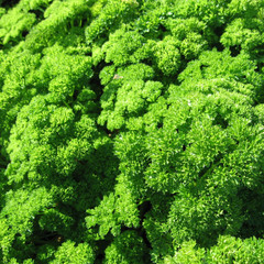 Ажур семена петрушки (Гавриш)