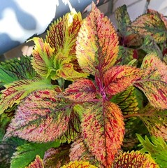 Hanabi Тай колеус КСР