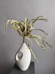 Банксия Специоза натуральная