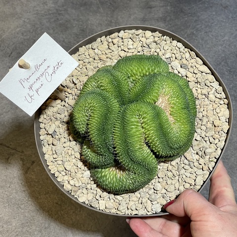 Маммиллярия Спинозиссима Ун Пико кристата  d20