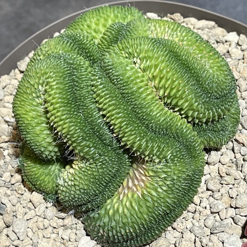 Маммиллярия Спинозиссима Ун Пико кристата  d20