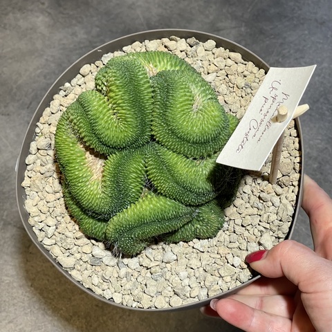 Маммиллярия Спинозиссима Ун Пико кристата  d20