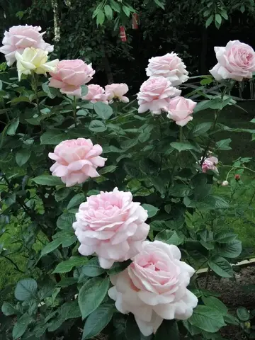 Эмейзинг Грейс(Amazing Grace)