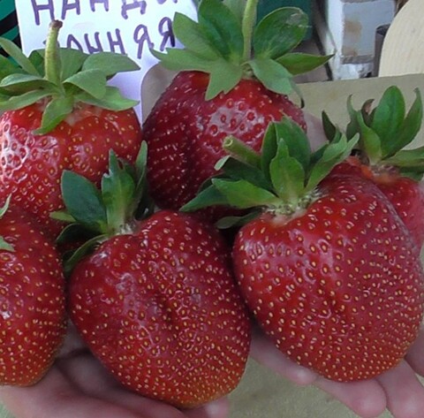Клубника Нанди