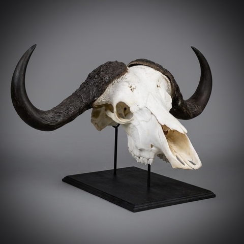 Череп африканского буйвола