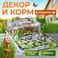 муравьиная ферма