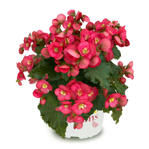 1282 Бегония Dreams Garden MacaRazz (BEEL 4676) (Весна 2026)