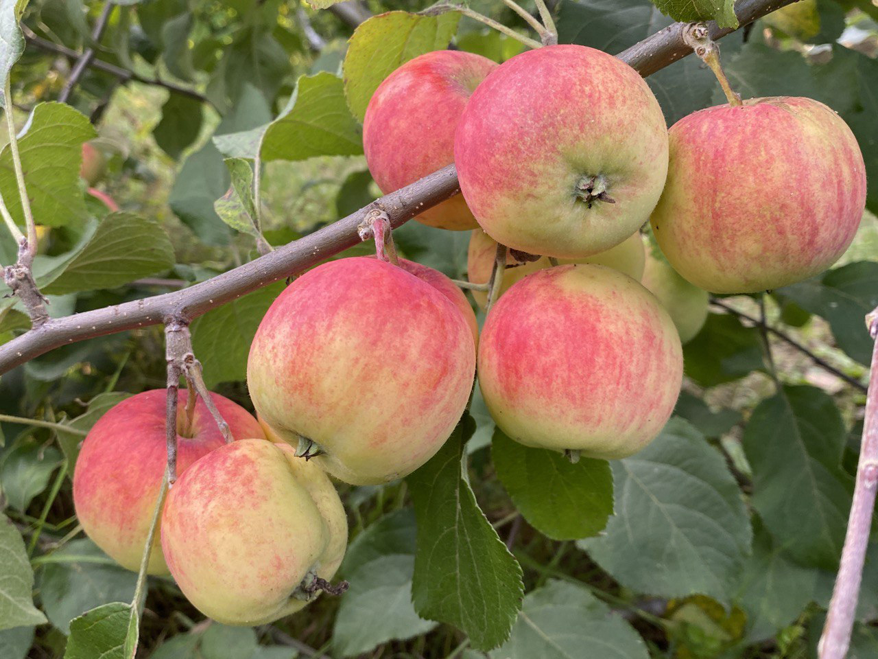 Яблони алтая. Яблоня Алтайское румяное Malus. Яблони Сибирские полукультурка. Алтайский голубок яблоня. Полукультурка Соловьевское.