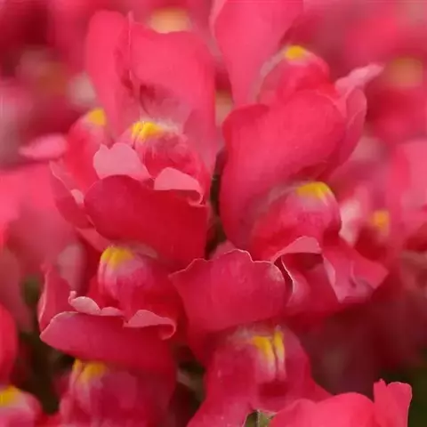 S4810 Львиный зев SNAPSHOT ROSE 10 шт.