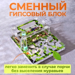 муравьиная ферма