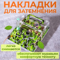 муравьиная ферма