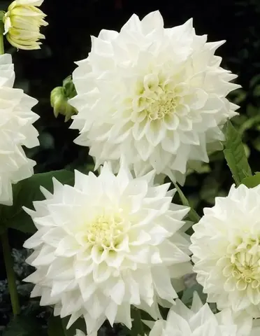 S3209 Георгины Figaro White 10шт.